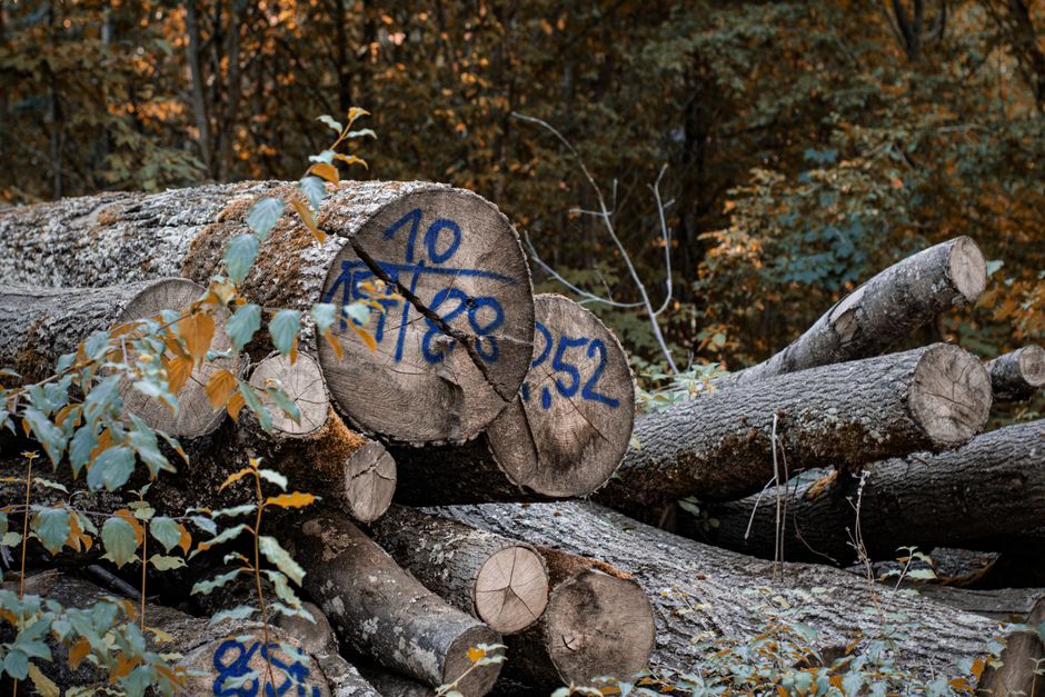 Photograph of a pile of cut logs stacked on the ground in a wooded area during daytime. The logs vary in size and show visible tree rings and bark, with some marked by blue spray paint numbers and measurements. There are small plants and leaves growing around and on parts of the logs. In the background, dense foliage and trees with autumn-colored leaves are visible, providing natural lighting that highlights the rough texture of the wood. The scene appears to be part of a forestry or wood collection process, with no furniture or packaging materials present. This image is related to logging activities or wood transport, which may be relevant to the context of house removals and home relocation services offered by Forestdale Removals, as indicated on the website.