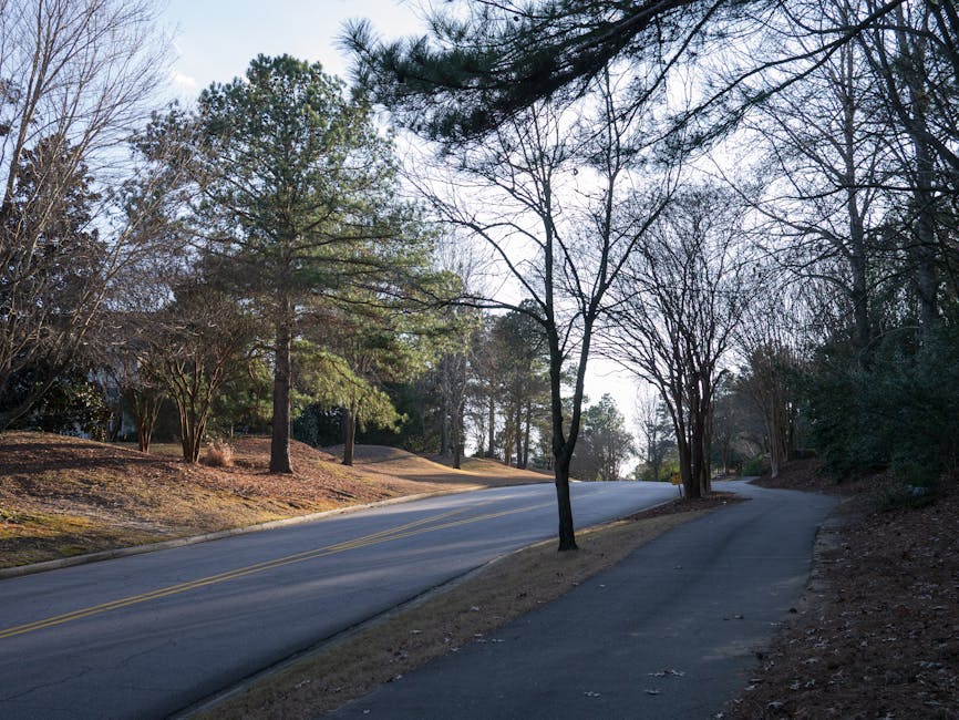 A quiet residential street in a suburban area with a gently curving asphalt road lined by leafless and evergreen trees, indicating a winter or early spring season. The sidewalk runs parallel to the road, with several bare branches and pine trees casting shadows on the pavement. The scene appears sunny with clear skies, and the surrounding area shows well-maintained grass and garden spaces adjacent to the properties. This image is relevant to house removals and moving services, illustrating a typical route that may be used during a home relocation or furniture transport in the Forestdale area, consistent with the context of packing and loading processes handled by Forestdale Removals.